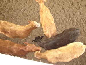 Cows looking for something to do