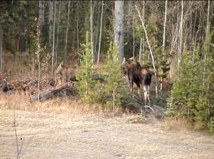 Cow and calf moose Oct