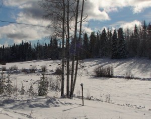 Deer running across the front field