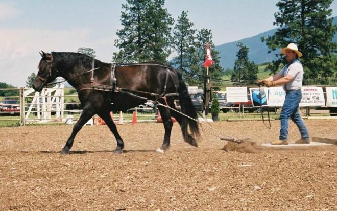 Gilbert and his Canadian mare competing in the stoneboat pull at O'Keefe Ranch.