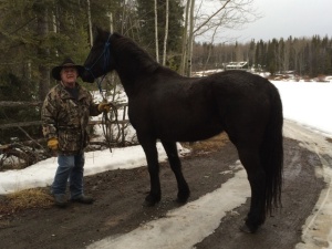 Ylacey arriving at Proud Horse Ranch, Feb. 2015.